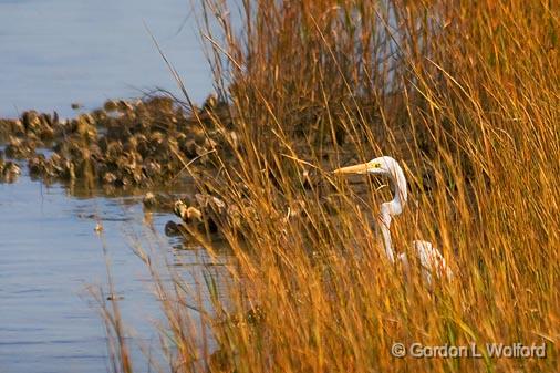 Egret On The Shore_29106.jpg - Great Egret (Ardea alba) photographed near Port Lavaca, Texas, USA.
